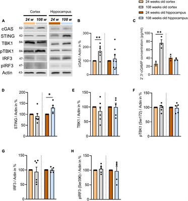 Alteration of cGAS-STING signaling pathway components in the mouse cortex and hippocampus during healthy brain aging